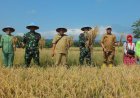 Dandim 0614/Kota Cirebon Bersama Ketua Persit Panen Padi di Lahan Poktan Kedung Mendeng